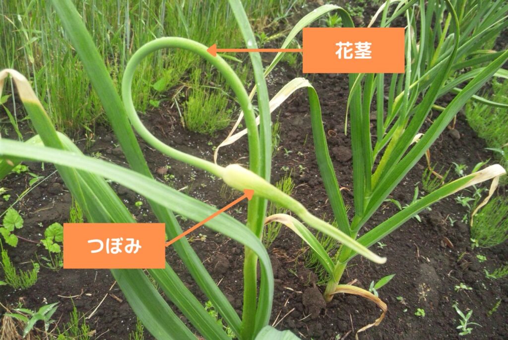 にんにくの栽培は家庭菜園でもできる？植え付けから収穫のポイントまで徹底解説